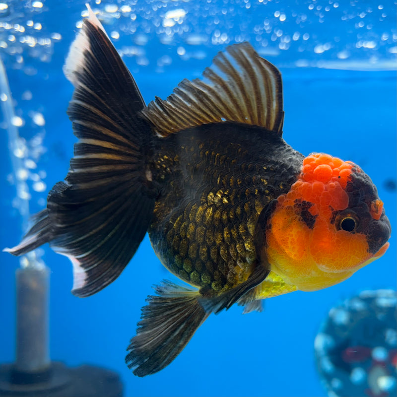 Thai Oranda Apache 3.5” Body Female(CK-925)R1BLUETUB4