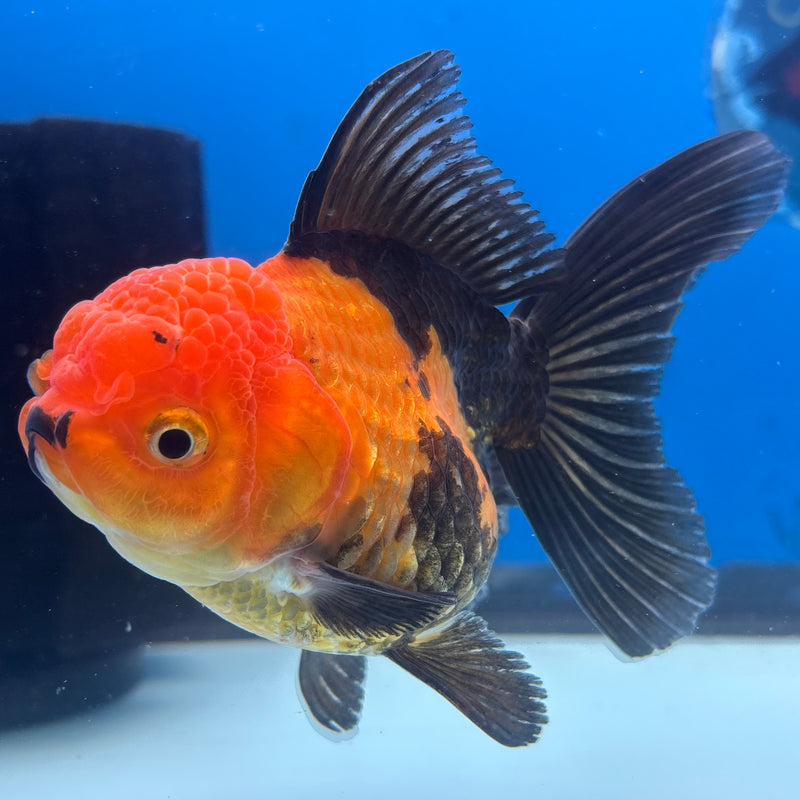 Thai Oranda Apache 3” Body Female(CK-958)R3B13