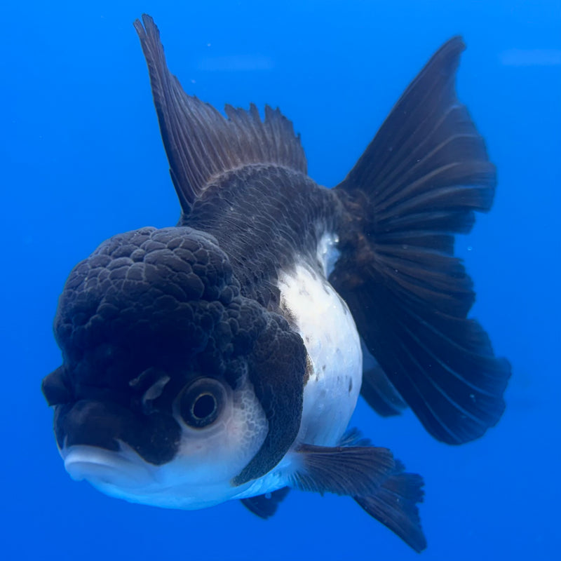 Thai Oranda Panda 3.5” Female(CK-785)R1A12