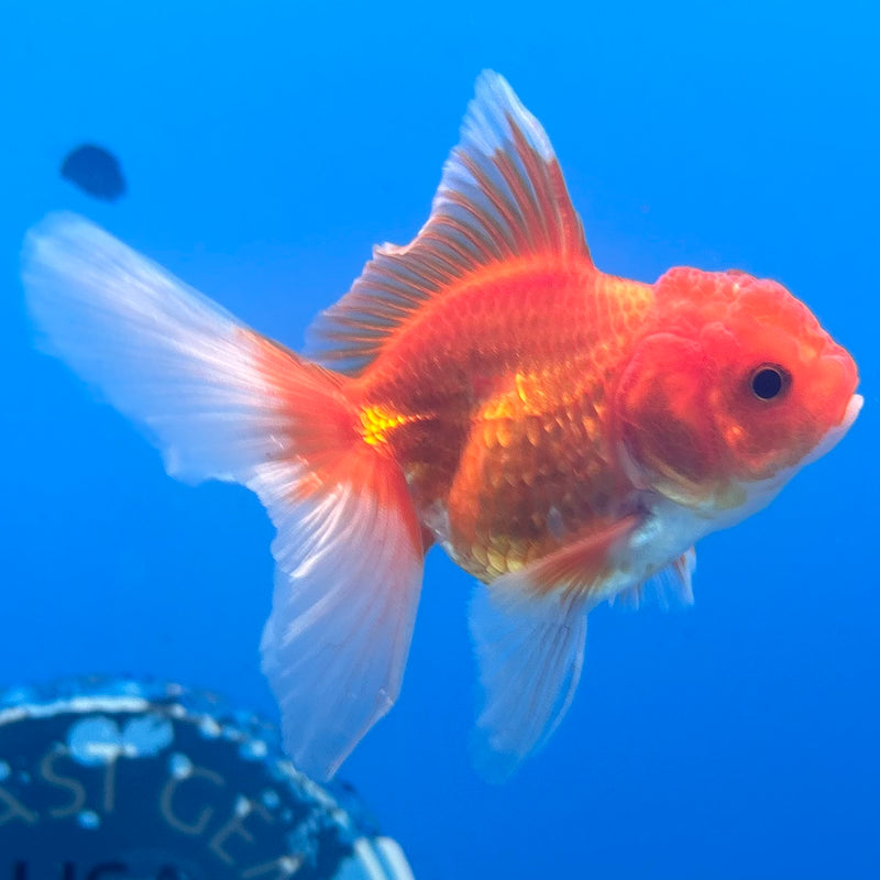 Thai Oranda Red/White 2” Body Male(CK-1281)R3B03