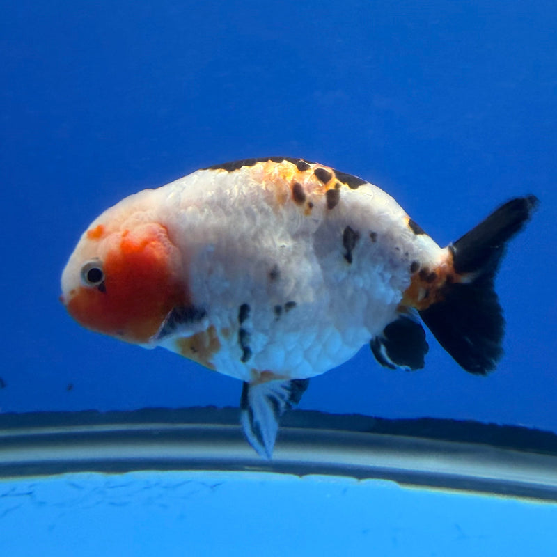 Chinese Ranchu Tri-Color Sakura 3.5in Female (FEB-310)R2A06