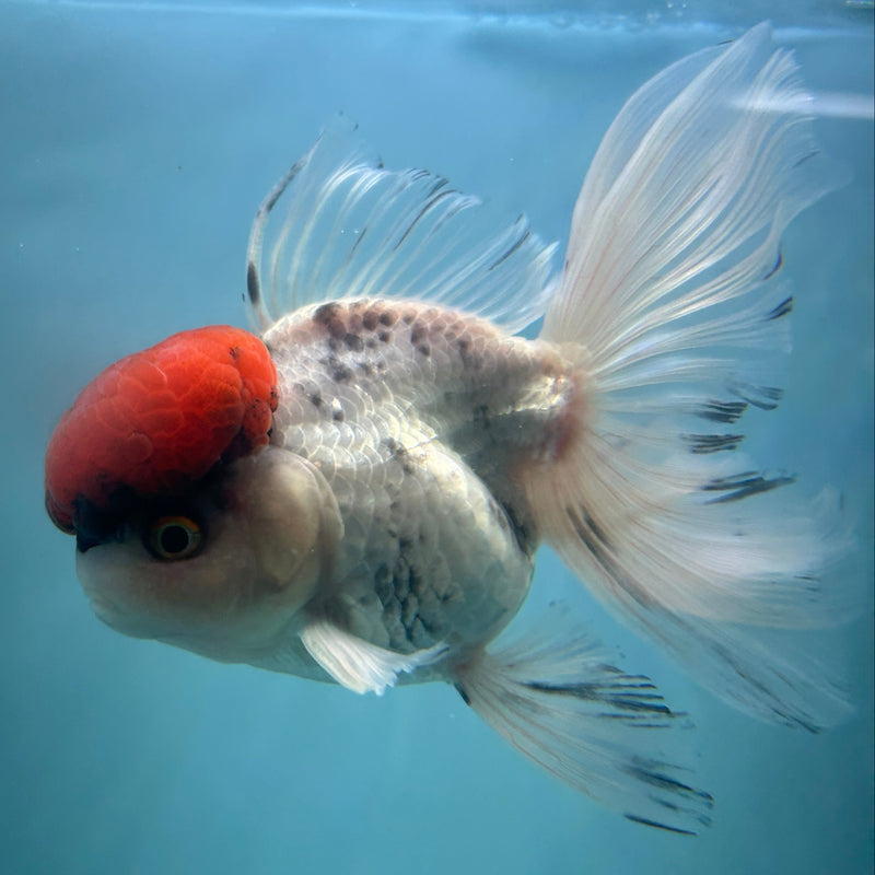 Live Premium Fancy Goldfish Thai Oranda Red Cap White Body Male 3.5” Body (JC-003) R1A10