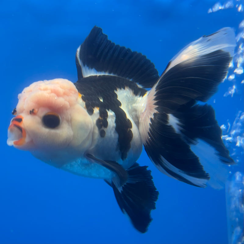 Thai Oranda Panda 3” Body Female(CK-1381)R1B11