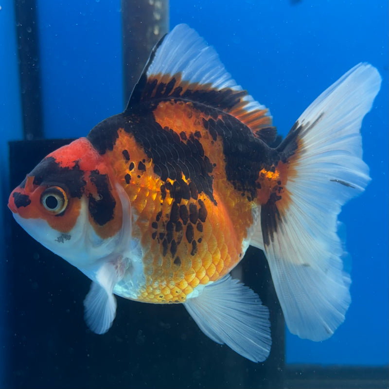 Thai Oranda Apache 3” Body Male(CK-1400)R1B09