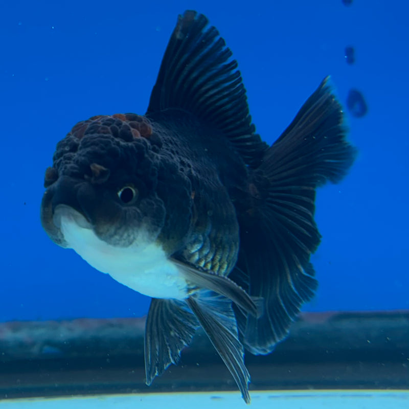Thai Oranda Tri-Color 2” Body Male(CK-1009)R3B16
