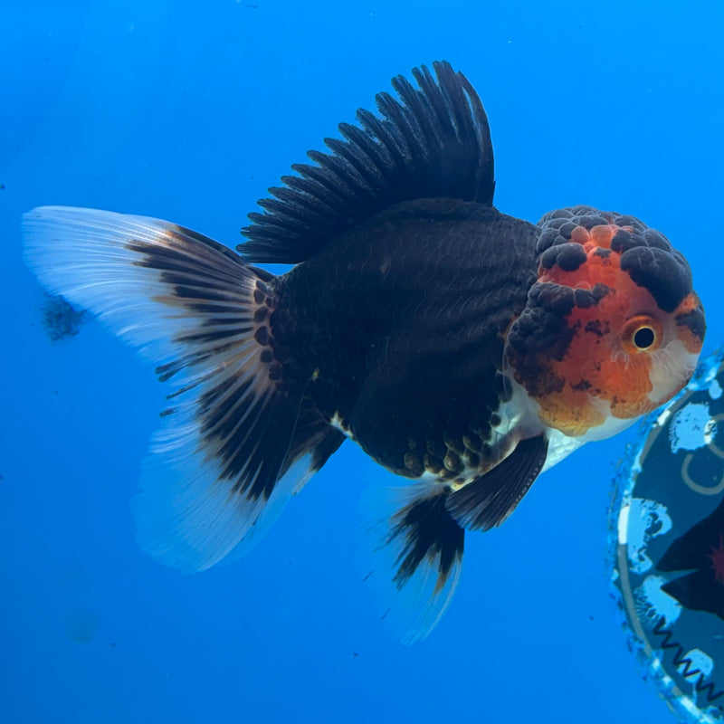 Thai Oranda Tri-Color 3” Body Male(CK-968)R3B21