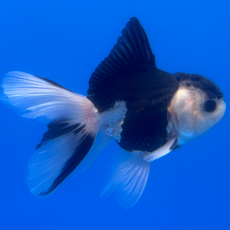 Thai Oranda Panda 2.5” Body Male(CK-1250)R3B08