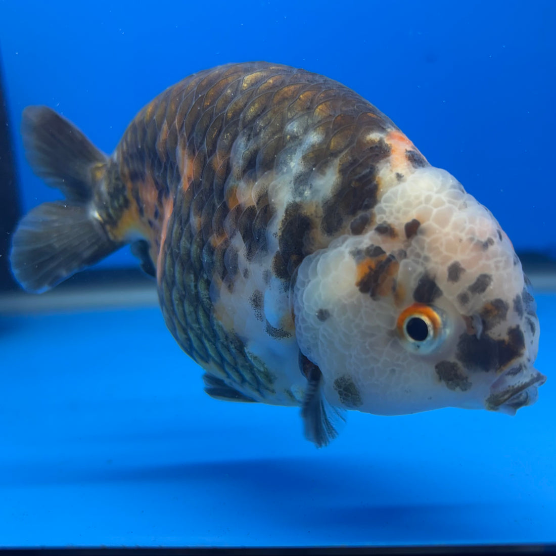 Chinese Ranchu Calico 4” Body Male(CK-1463)BLUETUBC