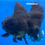 Thai Jumbo Full Black 4” Body Male (NKT-CK-1586)BLUETUB-B