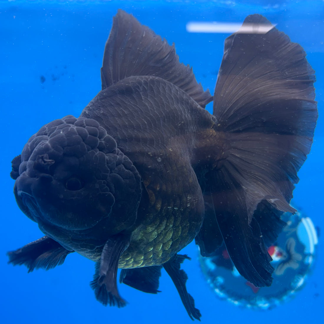 Thai Jumbo Full Black 4” Body Male (NKT-CK-1586)BLUETUB-B