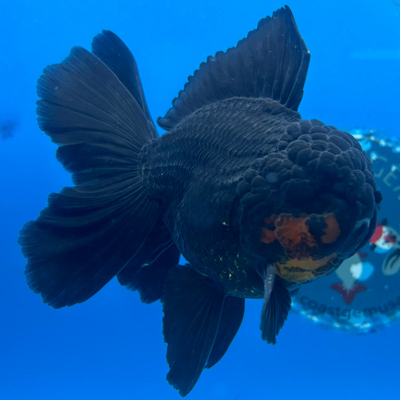 Thai Oranda Black Body Red Cap 3” Body Male(CK-1510)R2A04