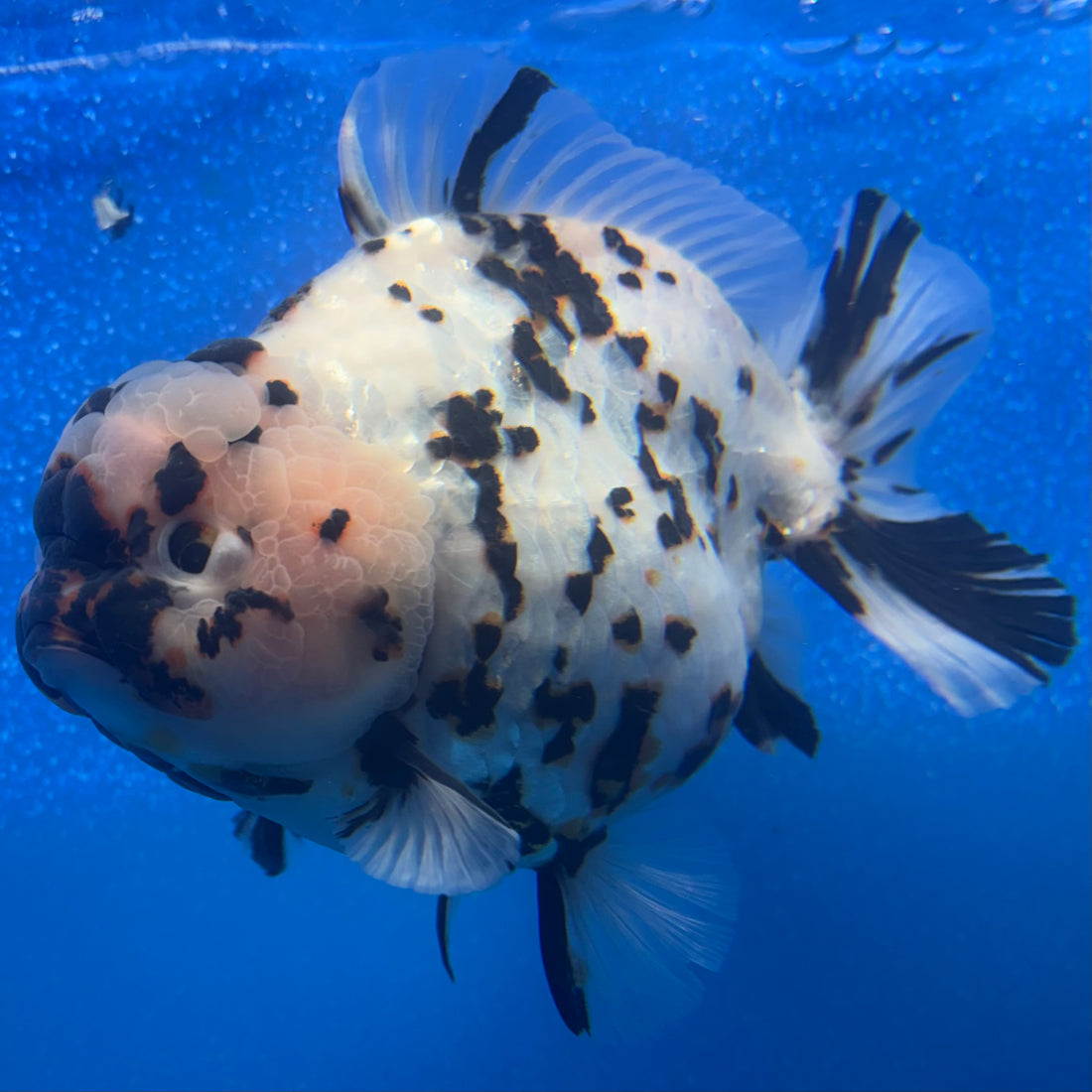 Thai Oranda Tri-Color Tiger 4.5" Male(NKT-CK-1572)BLUETUB-B