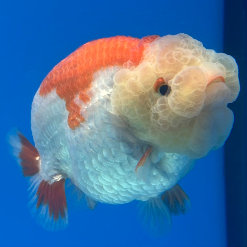Thai Ranchu Lemon Head Red/White 3.5” Body Male(CK-1130)R1A07e