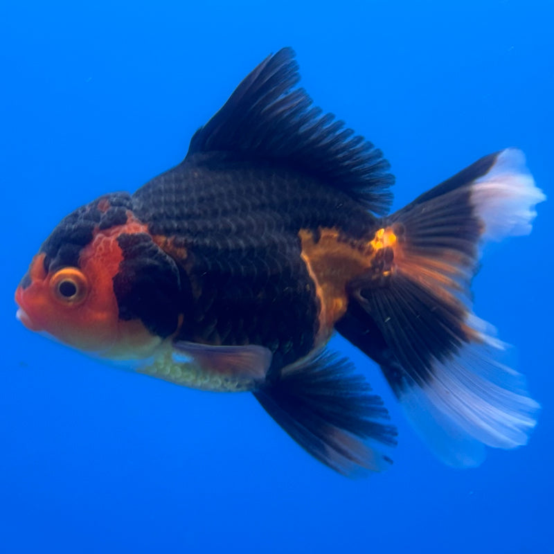 Thai Oranda Apache 2.5” Body Female(CK-1246)R3B09