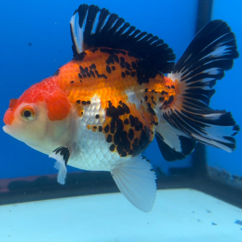 Thai Oranda Apache 3.5” Body Female(CK-1196)SHOWTANK