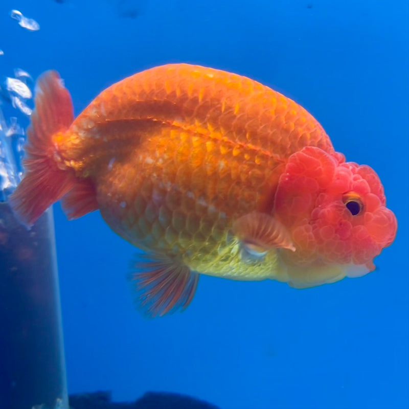 Thai Ranchu Full Red 3.5” Body Male(CK-1129)R1A07