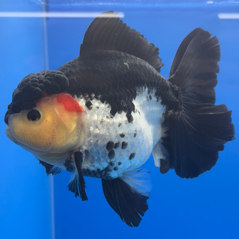 Thai Oranda JUMBO Panda 5” Body Female(QGF-CK-1327)BLUETUB1