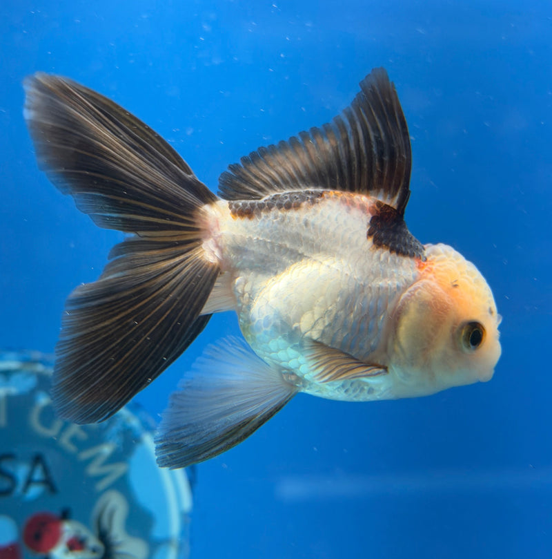 Thai Oranda Tri-Color 2.5” Female (FEB-319)R3B08