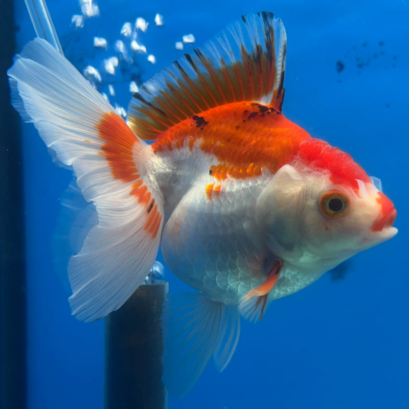 Thai Oranda Tri-Color 3” Body Female(CK-1200)SHOWTANK