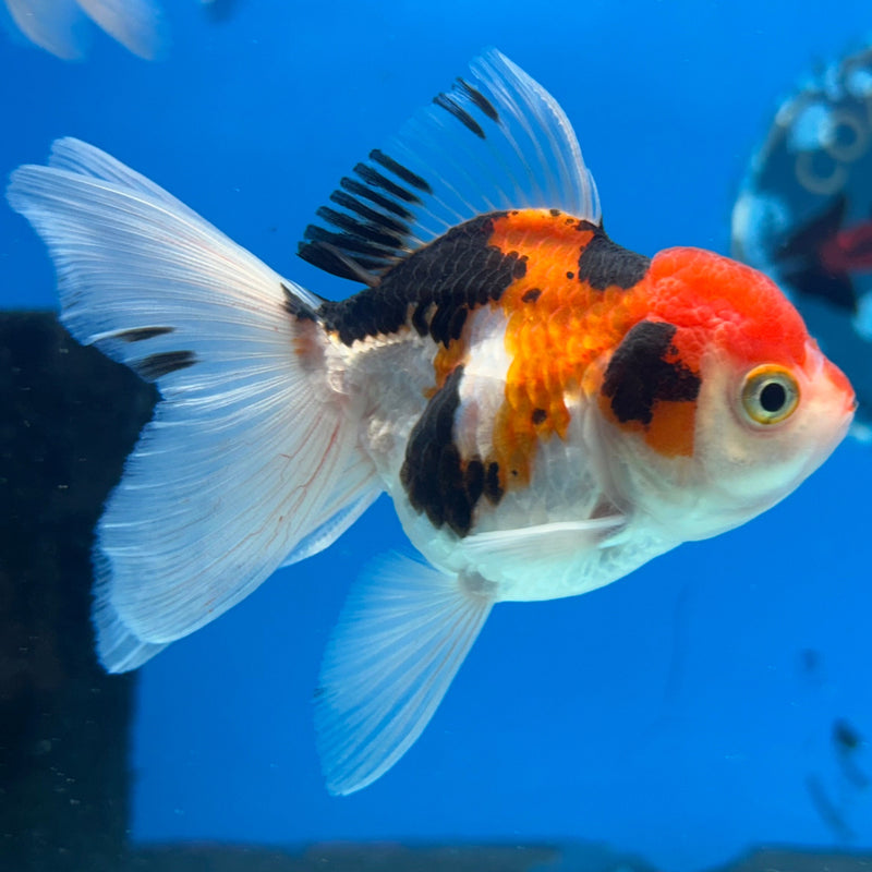 Thai Tri-Color Oranda 2” Body Female (JCD-213)R4B01