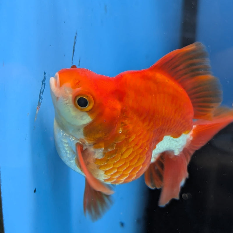 (KP-239) Red & White Thai Ryukin 2.5'' Male Show Quality R3B15