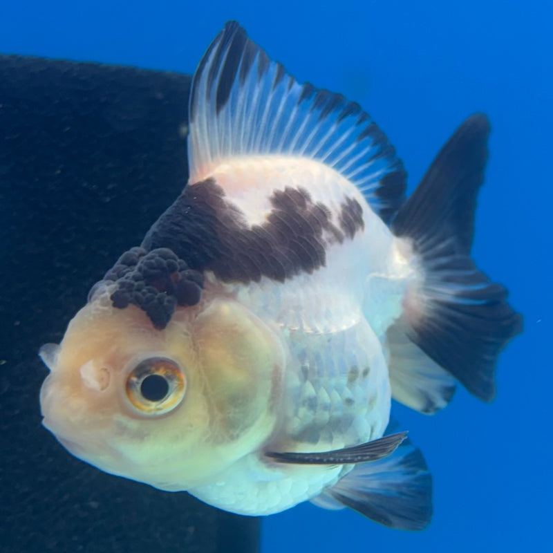 Thai Oranda NOK Panda 2” Body Male(NOK-CK-1188)R3B14