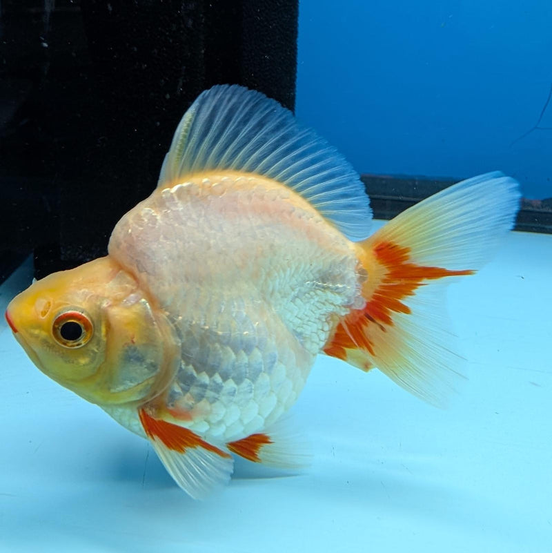 (KP-234) Red & White Thai Ryukin 2.5''  Female Show Quality R3B09