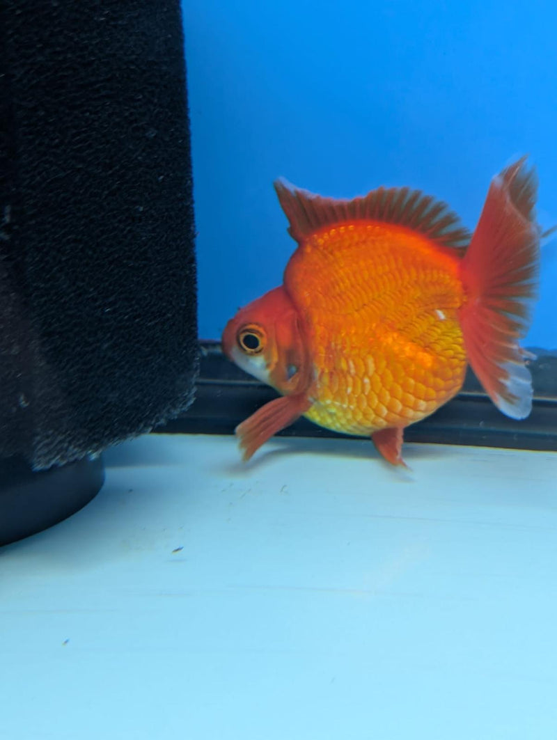 (KP-240) Red & White Thai Ryukin 2.5'' Female Show Quality R3B09
