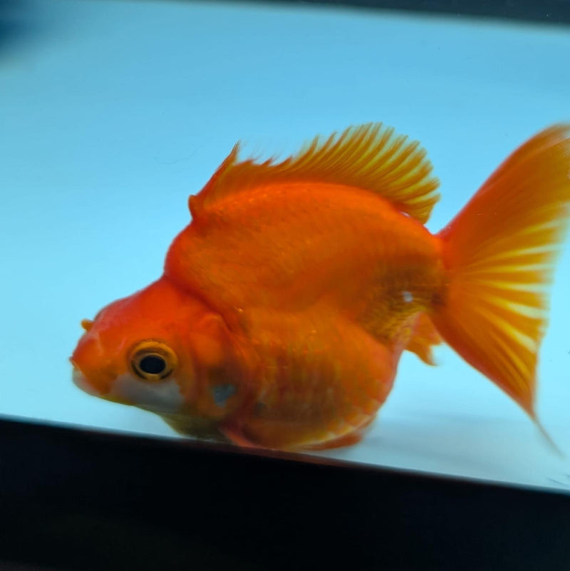 (KP-240) Red & White Thai Ryukin 2.5'' Female Show Quality R3B09