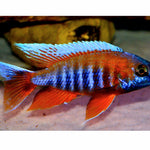 Live Freshwater Aquarium Red Jacob Peacock Cichlid (Aulonocara Jacobfreibergi)(CHD-118)U012