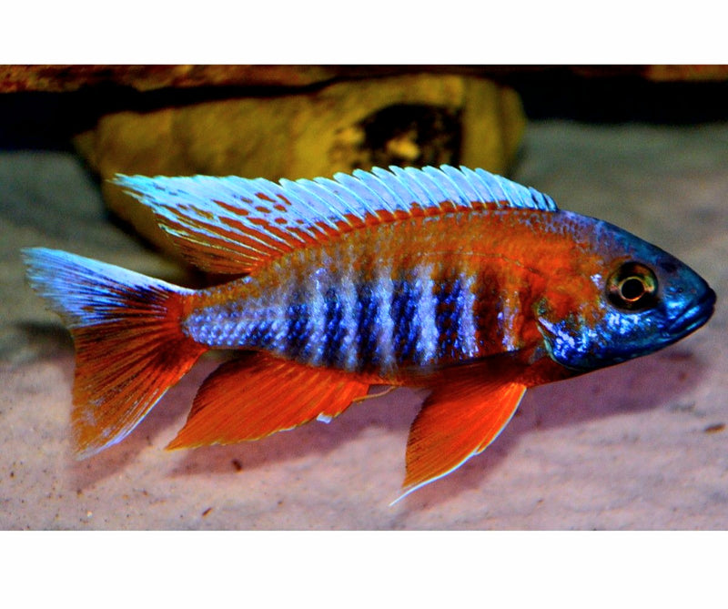 Live Freshwater Aquarium Red Jacob Peacock Cichlid (Aulonocara Jacobfreibergi)(CHD-118)U012