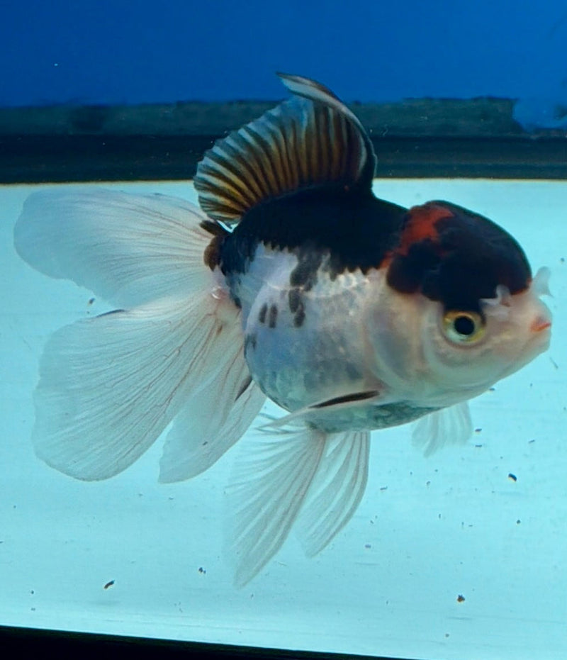 Thai Oranda Tri-Color 2.5” Female (FEB-270)R3A09