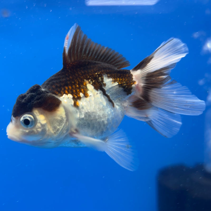 Thai Oranda Panda 2” Body Male(CK-823)R3B21