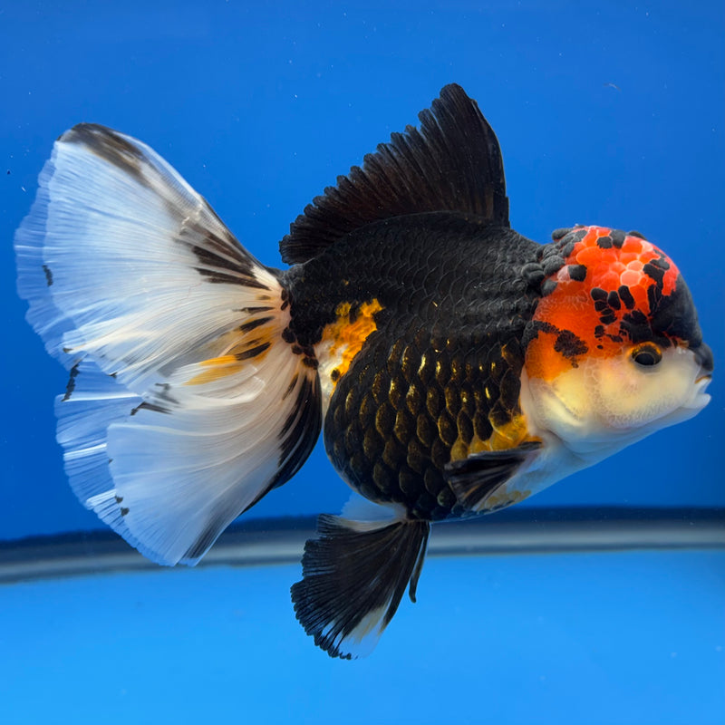 Thai Oranda NOK AA Medium Breed Peacock Tail Apache 4” Body Female(CK-802)R1A08