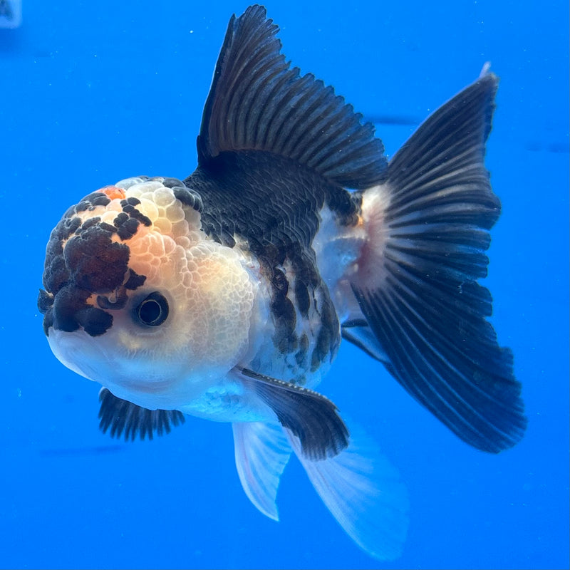 Thai Oranda Panda 3” Body Male(CK-965)R3B18