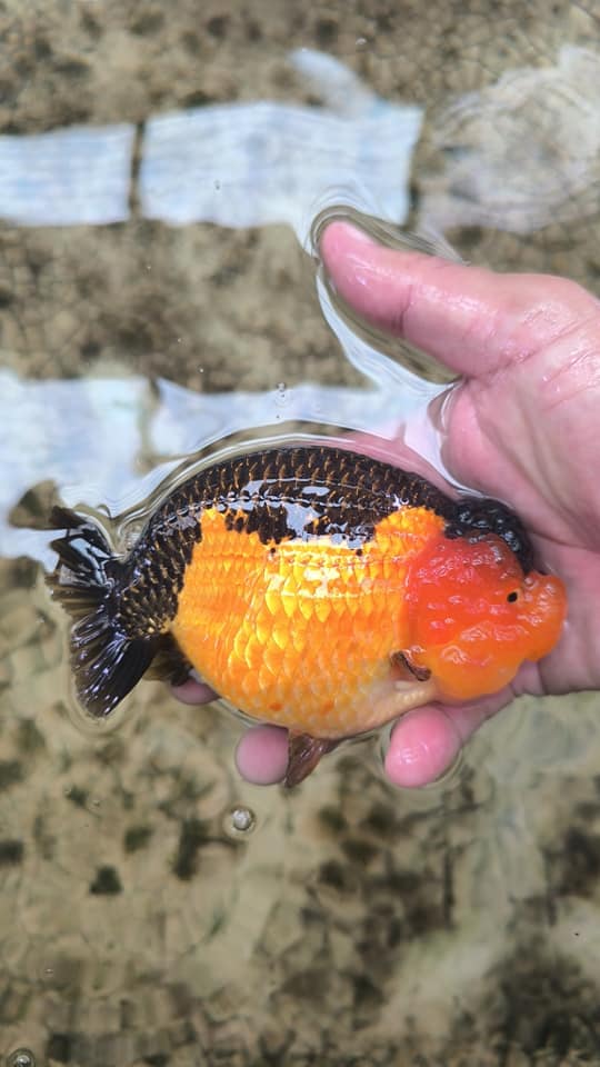 Thai Apache Dragon Head Ranchu Lionchu For Sale — Coast Gem USA