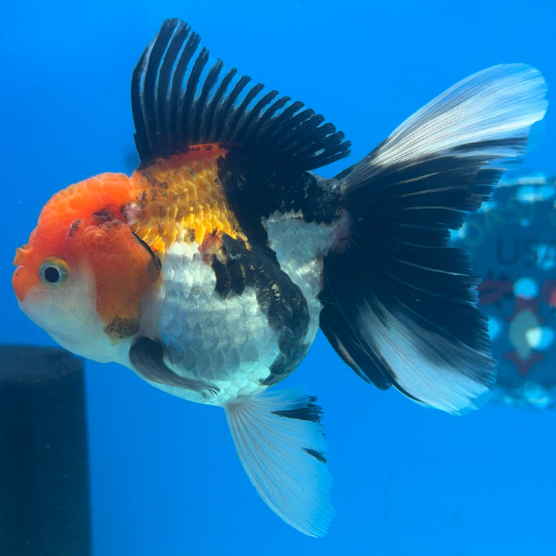 Thai Oranda Apache 3.5” Body Female(CK-916)R1BLUETUB4