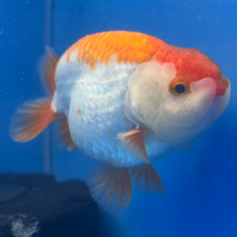 Thai Ranchu Red/White 3.5” Body Male(CK-826)R3A13