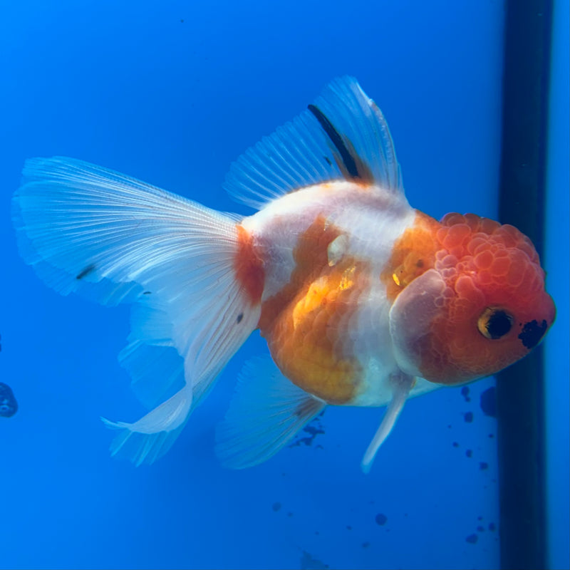 Thai Oranda Tri-Color Calico 3” Body Female(CK-961)R3B12