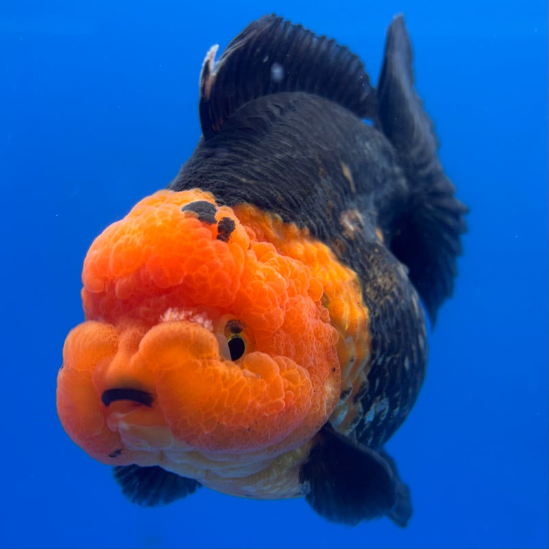 Thai Premium Oranda Yuanbao Apache 4” Body Male(CK-771)R1BlueTub4