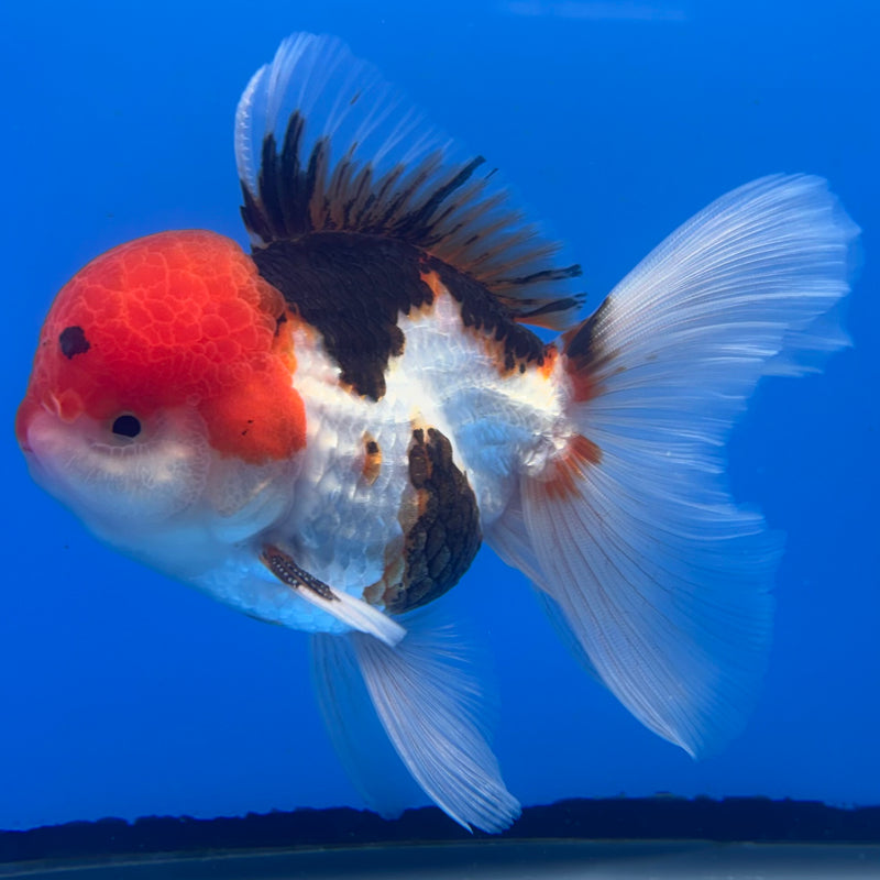 Thai Oranda JUMBO Tri-Color/Apache 4” Body Male(CK-1369)R1B12