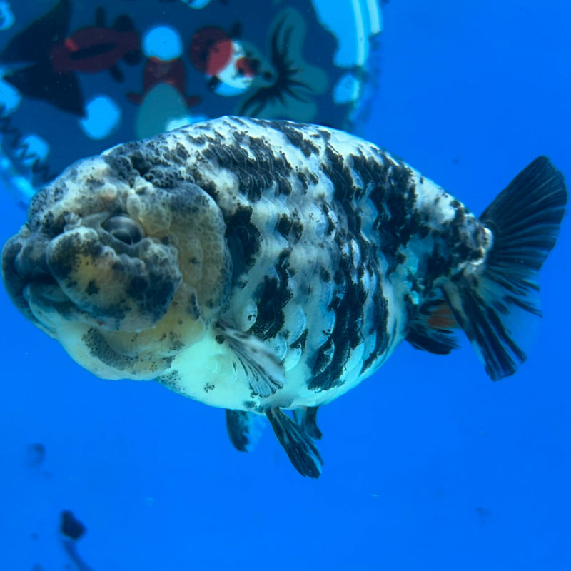 Premium Fancy Goldfish Lionchu White Tiger 3" Body (JCD-186)R2C05