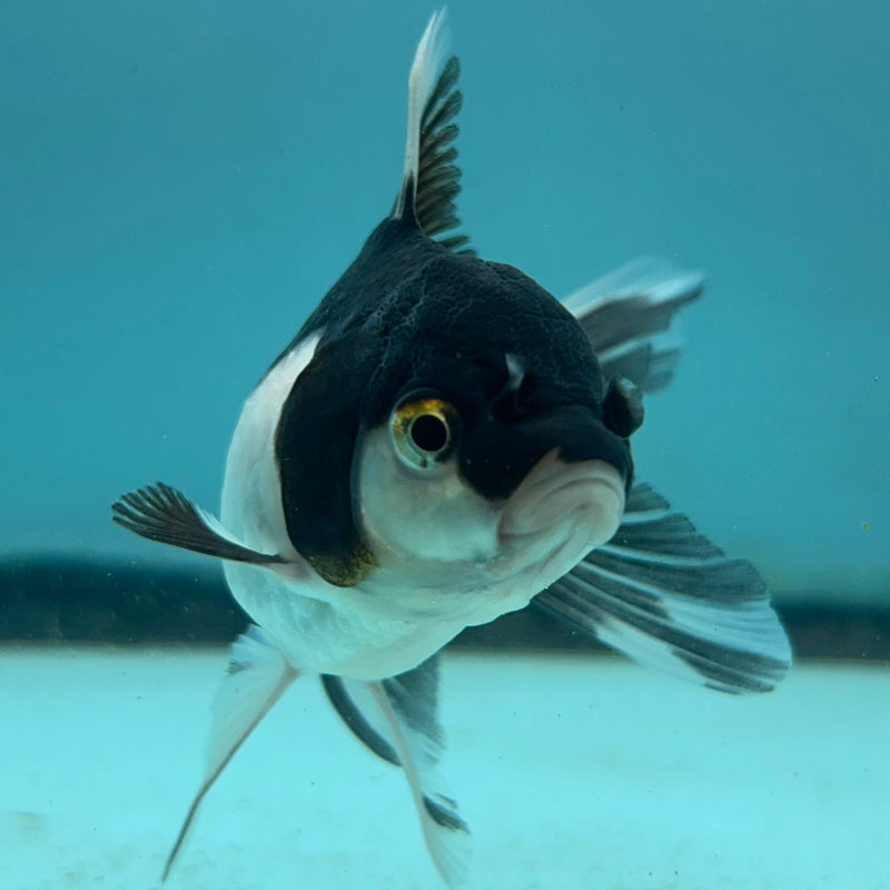 Thai Panda Oranda 2.5“Body Female (JCD-114)R4B05