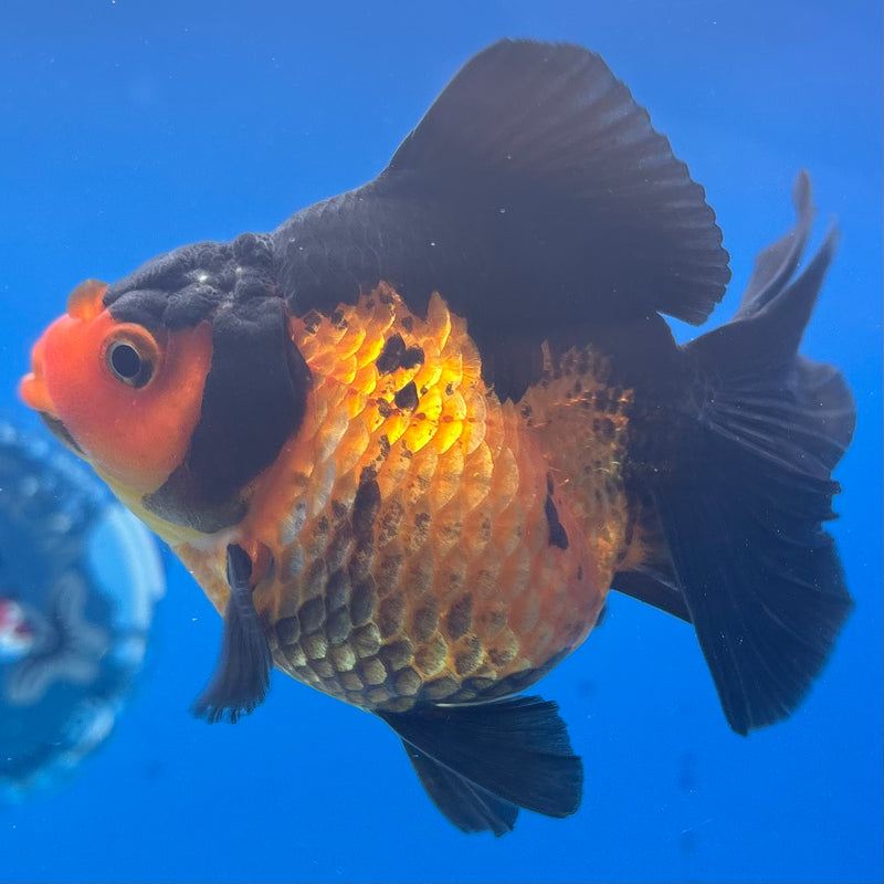 Thai Oranda Apache 3” Body Male(CK-1411)R1B09