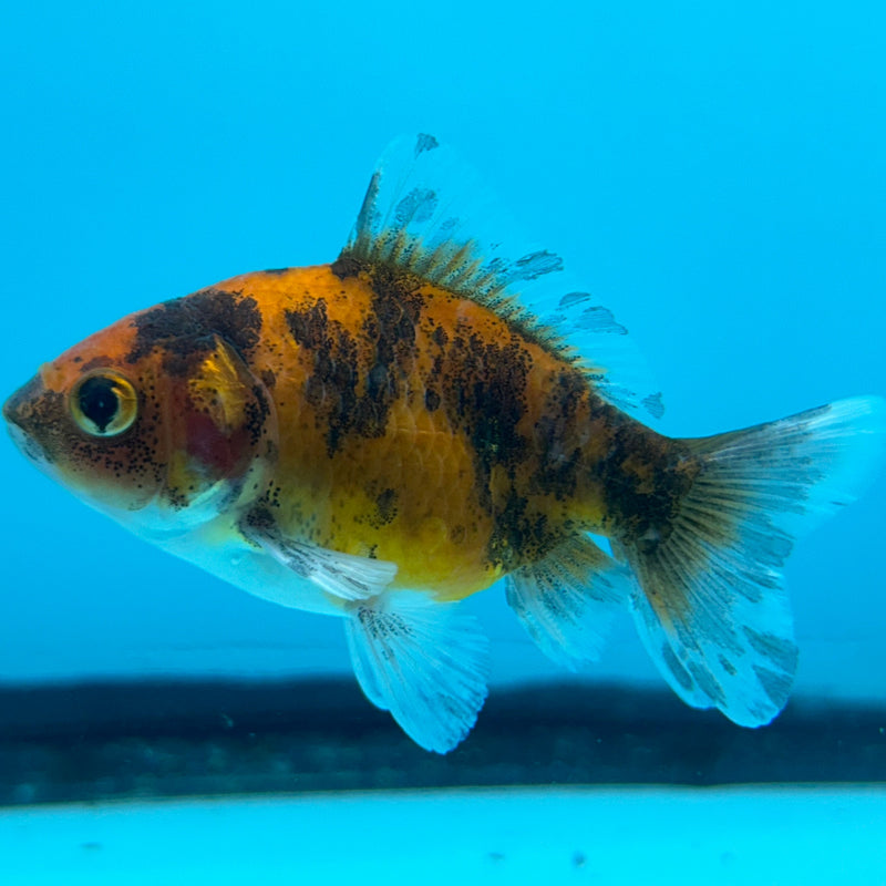 Thai Calico Baby Giant Oranda 2”Body Female (JCD-091)R4B08
