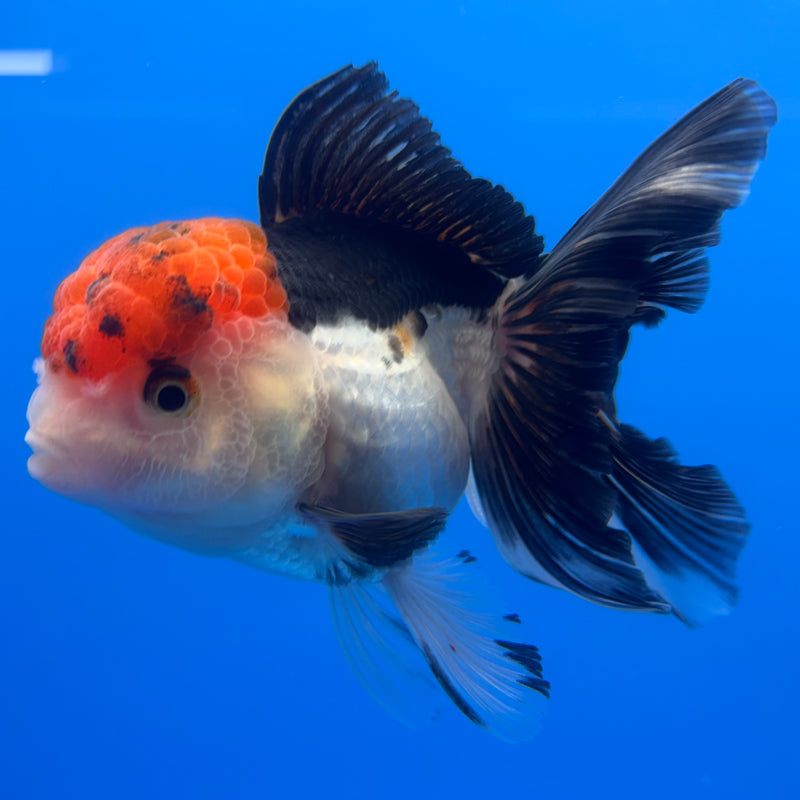 Thai Oranda Tri-Color 3.5” Body Female(CK-724)R1A02