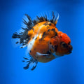 (KP-254) SHOGUN 2.5'' Calico Oranda (TUB15)