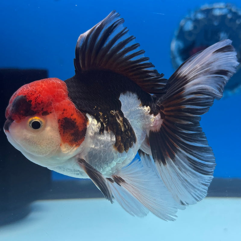 Thai Oranda Tri-Color 3.5” Body Male(CK-934)R1BLUETUB4