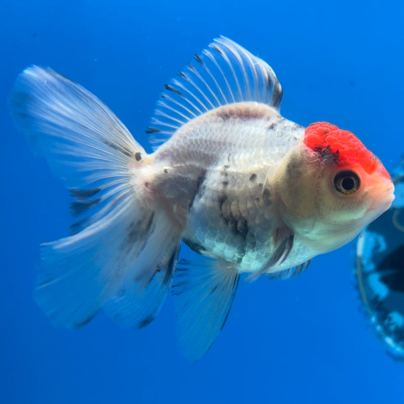 Thai Oranda Tri-Color 2.5” Body Male(CK-1017)R3B13