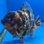 Thai Oranda Tri-Color Tiger 4.5" Male(NKT-CK-1579)BLUETUB-B